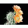 Photo Small Cactus 84 Flower title=