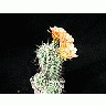 Photo Small Cactus 85 Flower