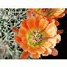 Photo Small Cactus 88 Flower