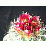 Photo Small Cactus 90 Flower title=