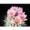 Photo Small Cactus 92 Flower