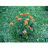 Photo Small Lily 7 Flower title=