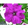 Photo Small Purple And White Flower Flower title=