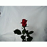 Photo Small Rose 13 Flower title=