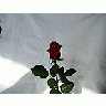 Photo Small Rose 15 Flower