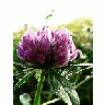 Photo Small Red Clover Flower