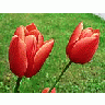 Photo Small Red Tulips Flower
