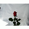 Photo Small Rose 19 Flower title=