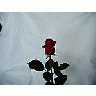 Photo Small Rose 27 Flower