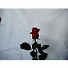Photo Small Rose 29 Flower title=