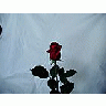 Photo Small Rose 33 Flower