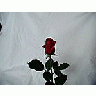 Photo Small Rose 35 Flower title=