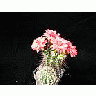 Photo Small Cactus 103 Flower