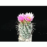 Photo Small Cactus 108 Flower