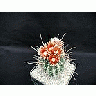 Photo Small Cactus 116 Flower
