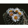 Photo Small Cactus 119 Flower title=