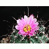 Photo Small Cactus 132 Flower title=