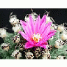 Photo Small Cactus 134 Flower