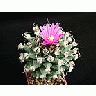 Photo Small Cactus 135 Flower