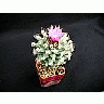 Photo Small Cactus 136 Flower
