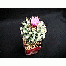 Photo Small Cactus 136 Flower title=