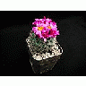 Photo Small Cactus 138 Flower