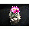 Photo Small Cactus 139 Flower