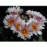 Photo Small Cactus 143 Flower