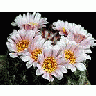 Photo Small Cactus 144 Flower
