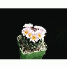 Photo Small Cactus 147 Flower