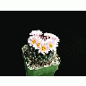 Photo Small Cactus 147 Flower title=