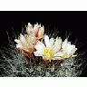 Photo Small Cactus 152 Flower title=