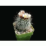 Photo Small Cactus 154 Flower title=