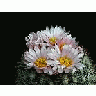 Photo Small Cactus 158 Flower title=