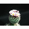 Photo Small Cactus 163 Flower