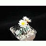 Photo Small Cactus 167 Flower