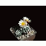 Photo Small Cactus 168 Flower title=