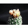 Photo Small Cactus 169 Flower