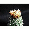 Photo Small Cactus 169 Flower title=