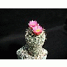 Photo Small Cactus 173 Flower