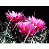 Photo Small Cactus 179 Flower title=