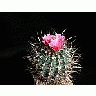 Photo Small Cactus 186 Flower