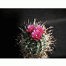 Photo Small Cactus 188 Flower title=