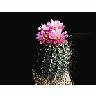 Photo Small Cactus 189 Flower