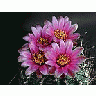 Photo Small Cactus 190 Flower