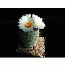 Photo Small Cactus 192 Flower