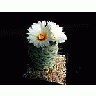 Photo Small Cactus 192 Flower title=