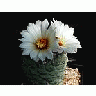 Photo Small Cactus 193 Flower