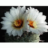 Photo Small Cactus 194 Flower