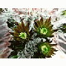 Photo Small Cactus 195 Flower